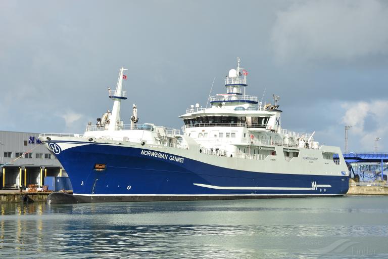 Norwegian Gannet 5